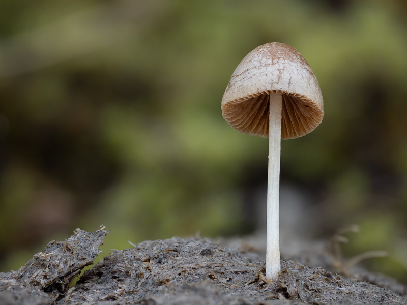 Pholiotina coprophila